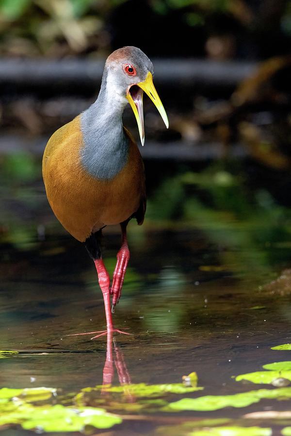 Grey-necked Wood Rail Or Grey-cowled Photograph by Bill Gozansky - Fine ...