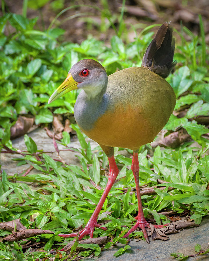 Grey-Necked Wood Rail San Jorge Ibague Colombia Photograph by Adam Rainoff