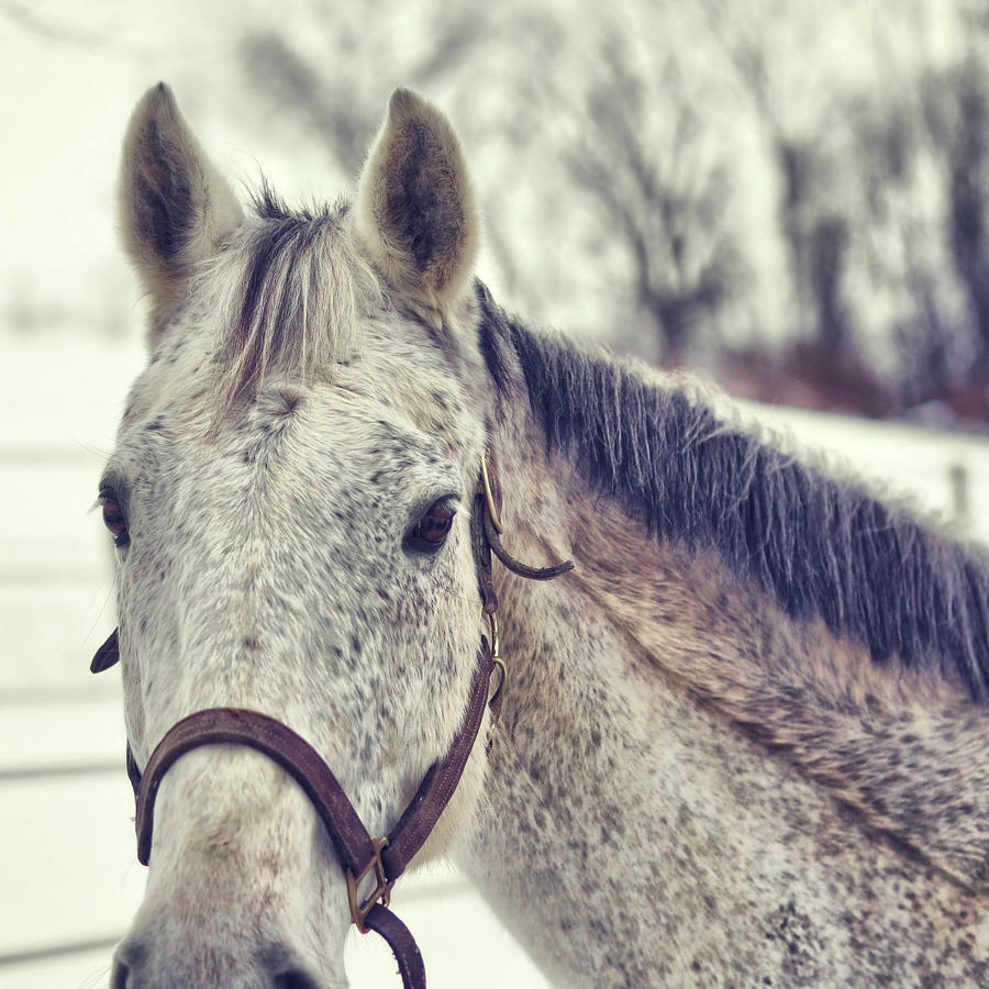 Grey On Winter White Photograph by Dressage Design