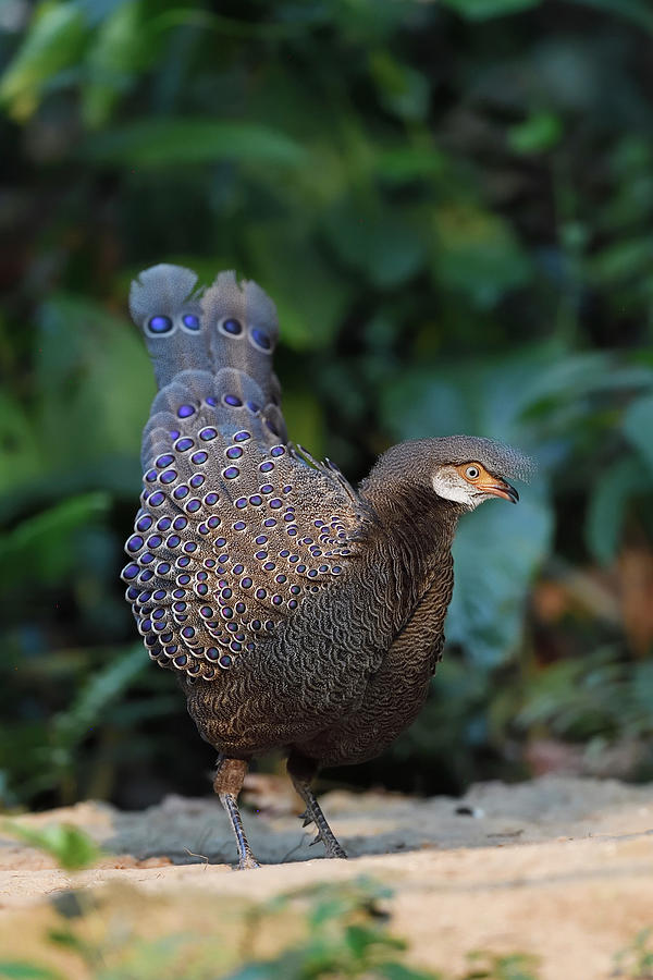 Grey Peacock-pheasant Tongbiguan Nature Reserve, Dehong Photograph by Staffan Widstrand / Wild Wonders Of China / Naturepl.com Grey Peacock-pheasant Tongbiguan Nature Reserve, Dehong Photograph by Staffan Widstrand / Wild Wonders Of China / Naturepl.com