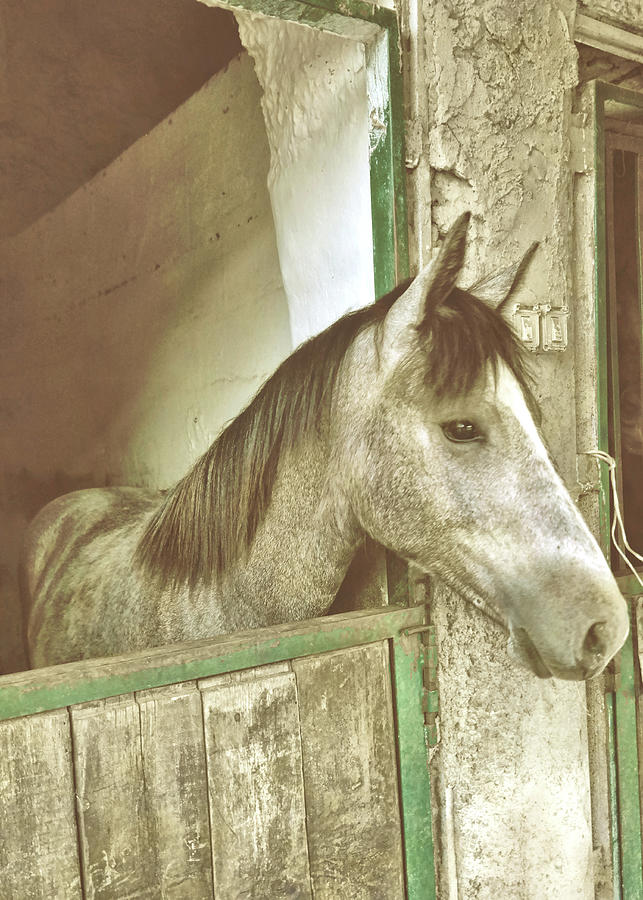 Up Movie Photograph - Grey Piccolo Pony by JAMART Photography