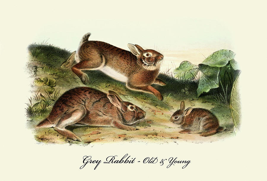 Grey Rabbit-old and young Painting by John Joseph Audubon