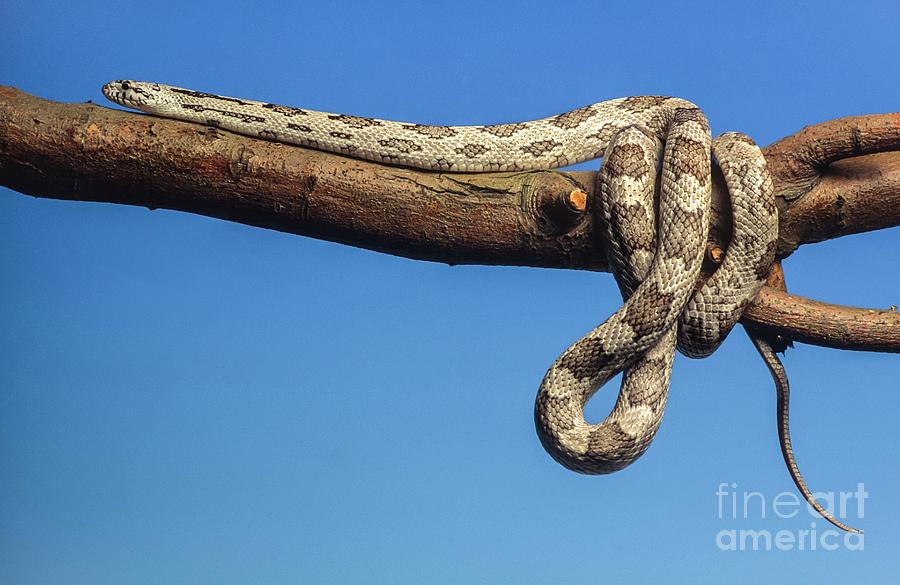Nature Photograph - Grey Rat Snake by Martyn F. Chillmaid/science Photo Library