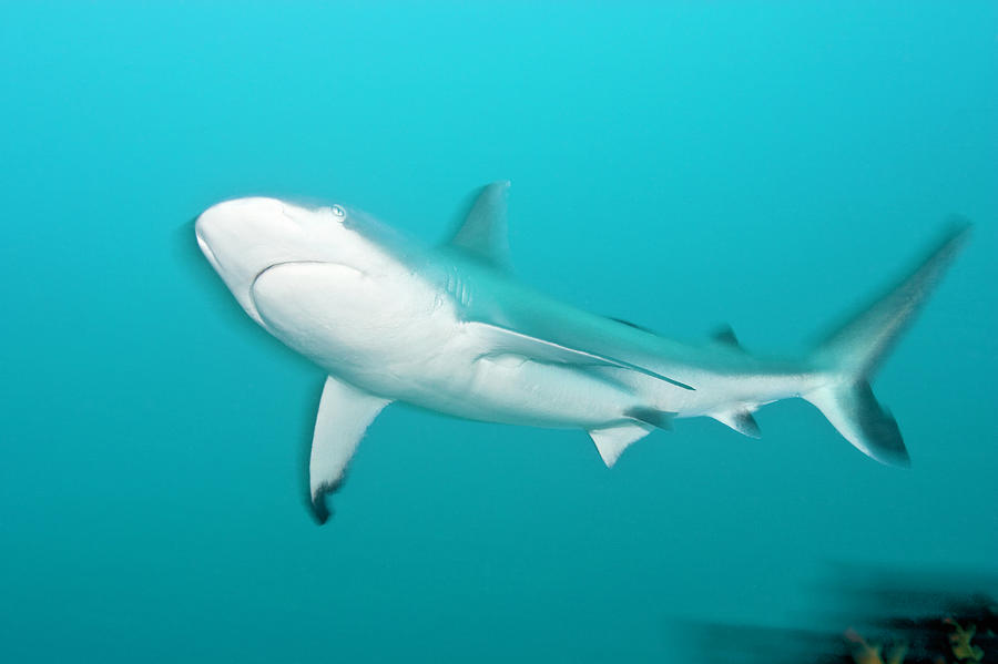 Grey Reef Shark Carcharhinus Photograph by Michele Westmorland