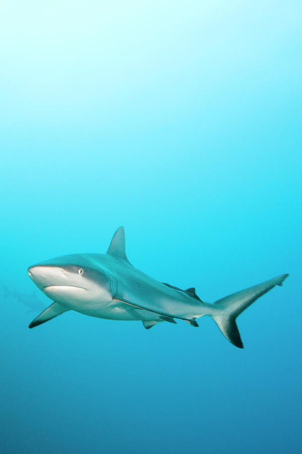 Grey Reef Shark Photograph by Michele Westmorland