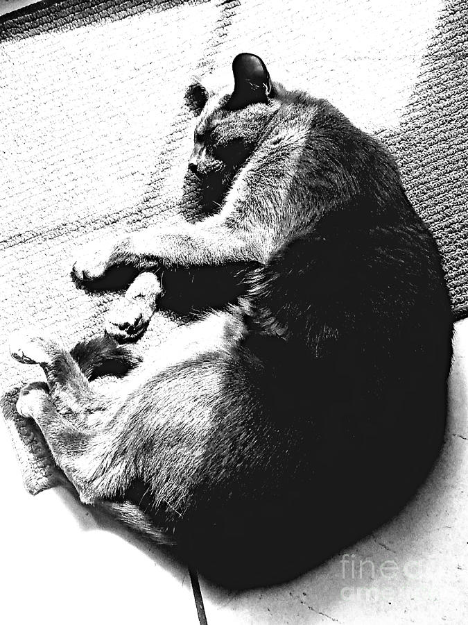 Cat Photograph - Grey Scale by Beverly Elliott