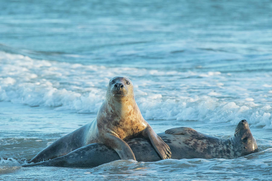 Grey Seal, Mating Behaviour, Heligoland, Germany Photograph by Edwin