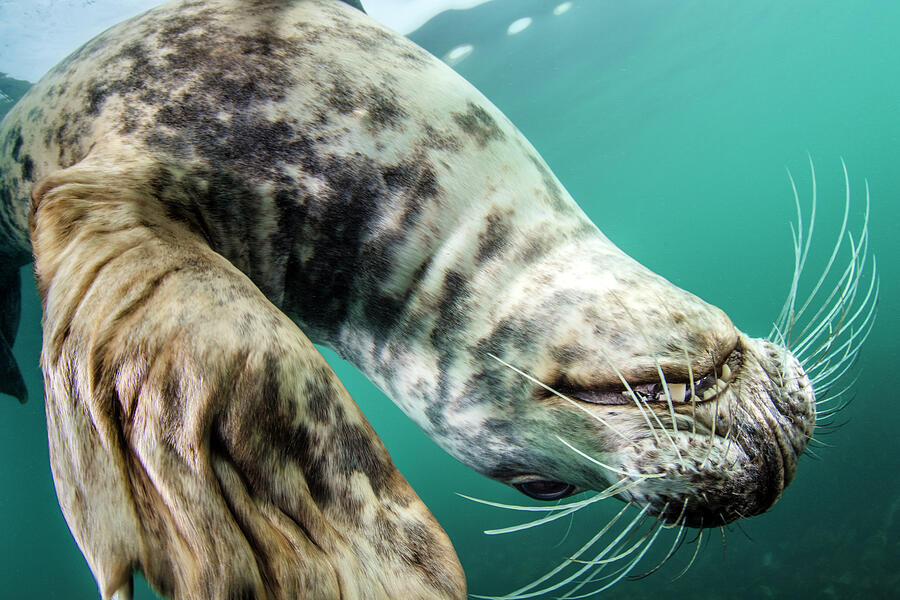 Grey Seal Playful Young Female Upside Down, Lundy Island Photograph by ...