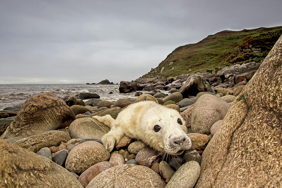Grey Seal Pup Hauled Out On Rocky Beach, West Coast Of by Scotland: The Big  Picture / Naturepl.com
