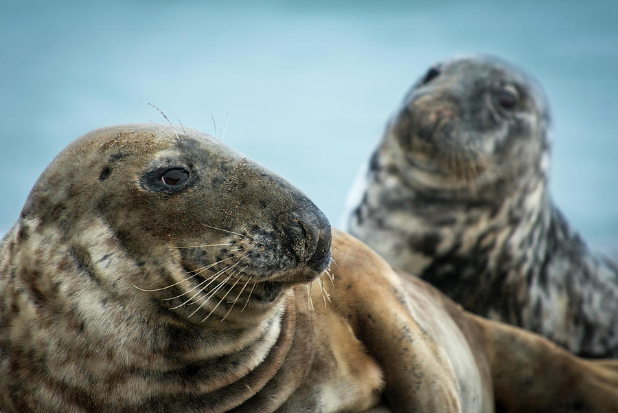 Wildlife Digital Art - Grey Seals (halichoerus Grypus), Great Blasket Island, Dingle, Kerry, Ireland by George Karbus Photography