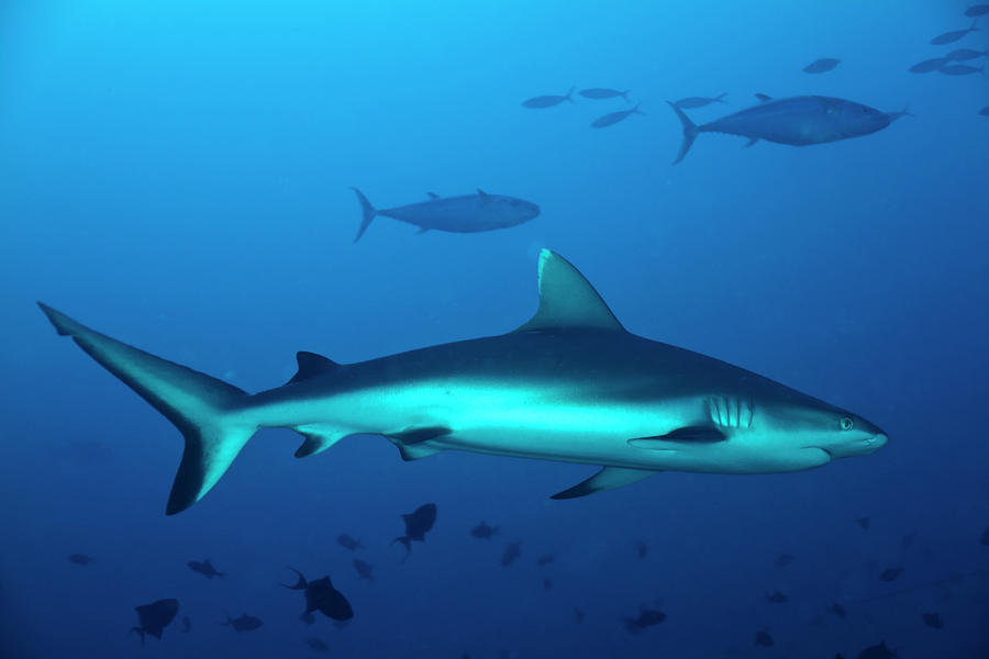 Grey Shark With Tuna Photograph by Toni Menor