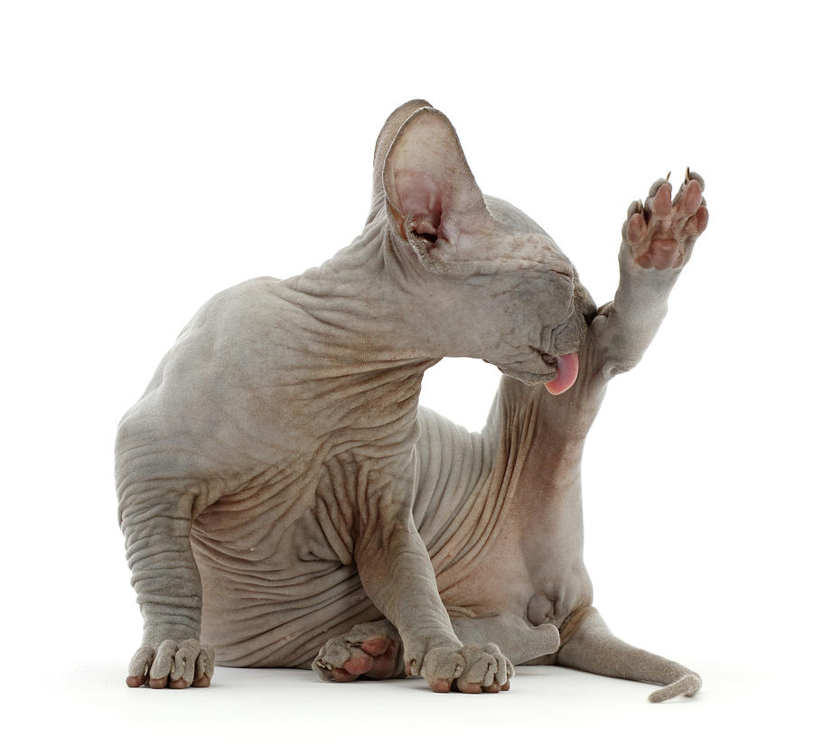 Grey Sphynx Kitten Grooming Photograph by Mark Taylor