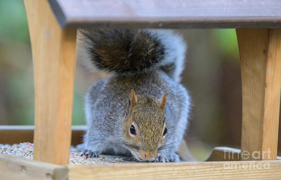 Animal Photograph - Grey Squirrel Feeding At Bird Feeder by Bob Gibbons/science Photo Library