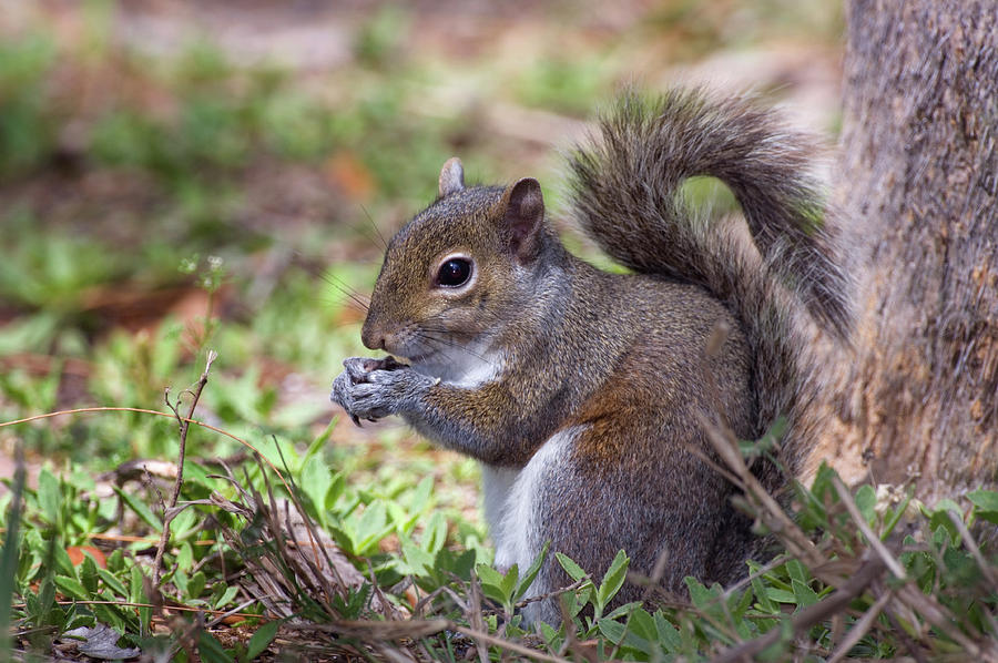 Grey Squirrel Feeding Sciurus Photograph by Nhpa
