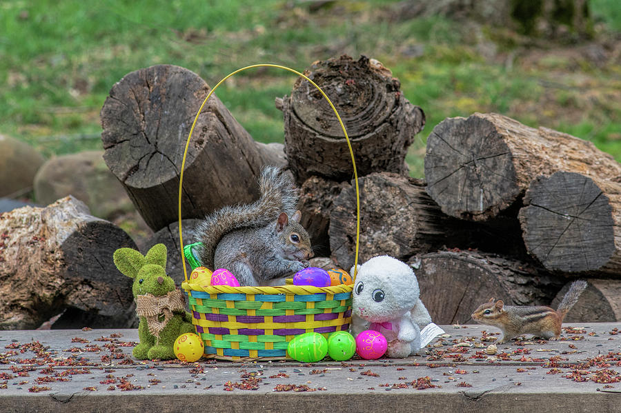 Grey squirrel in Easter basket eating Photograph by Dan Friend