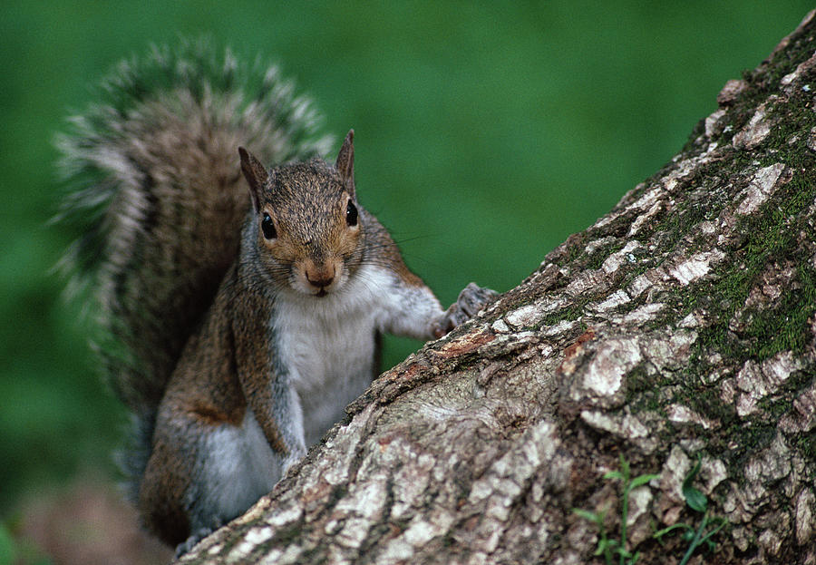 Grey Squirrel  On Branch   May  Sciurus Photograph by Nhpa