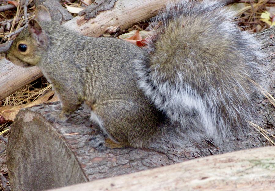 Grey Squirrel Photograph by Stephanie Moore