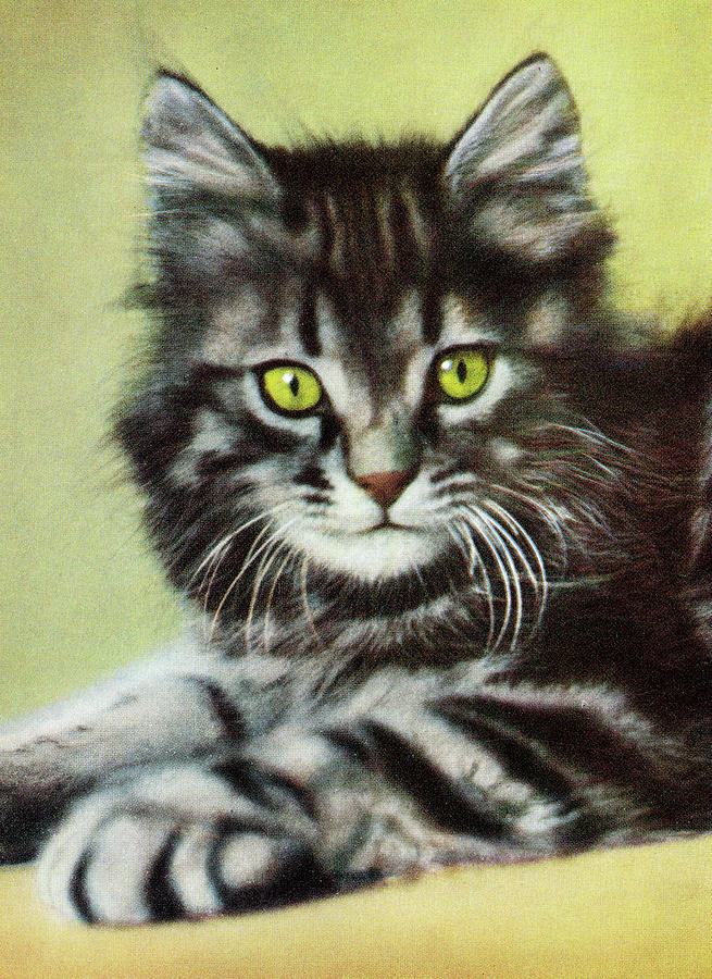 Vintage Drawing - Grey Striped Cat by CSA Images