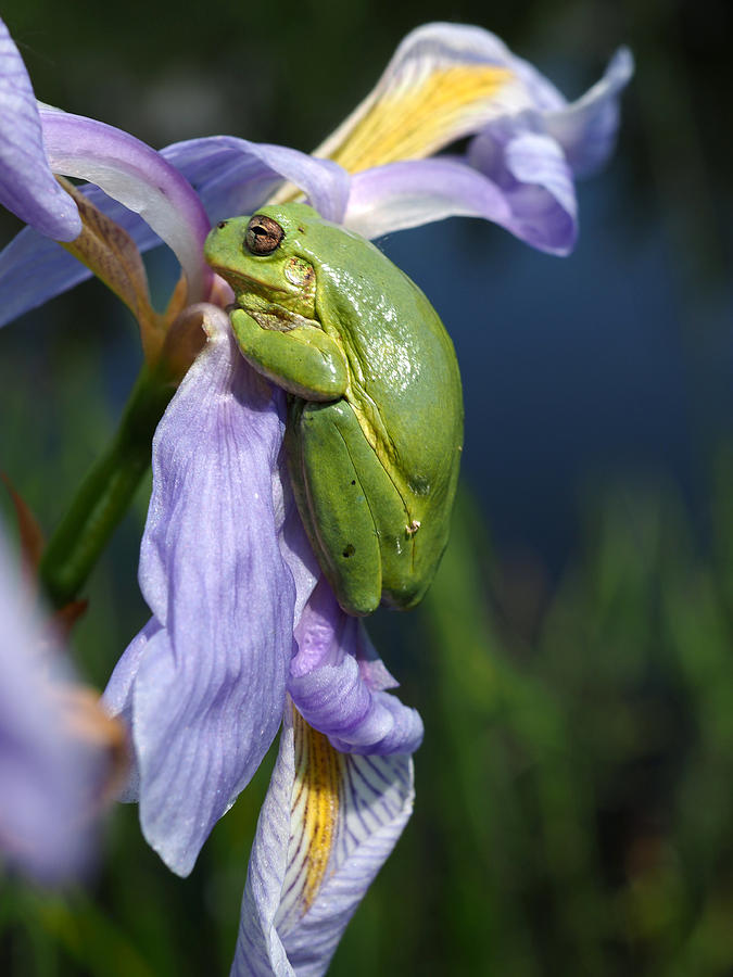 Grey Tree-Frog on Blue Flag Iris Photograph by James Peterson