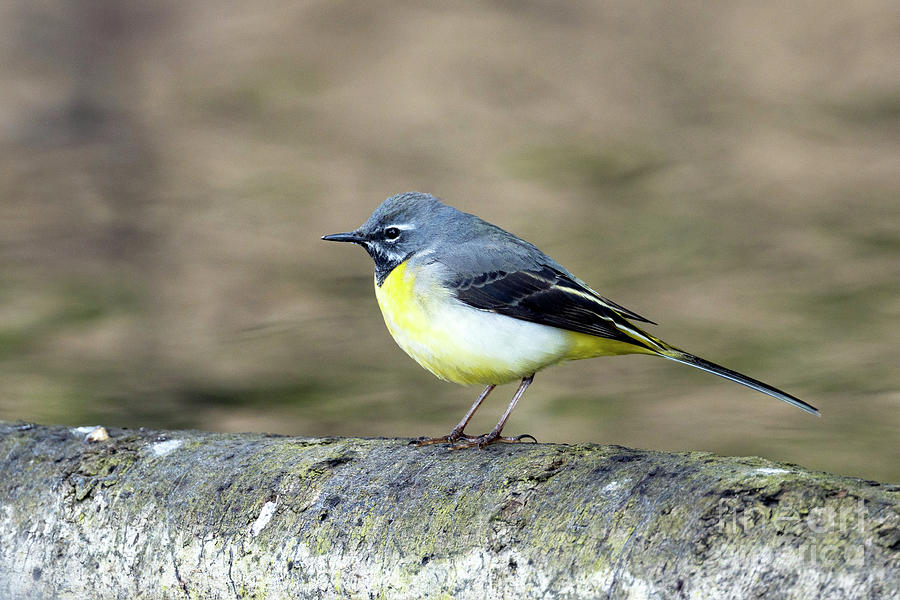 Grey Wagtail Photograph by Dr P. Marazzi/science Photo Library | Fine ...