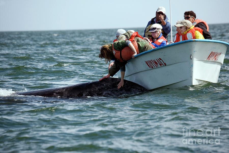 Grey Whale Approaching Tourists Photograph by Bob Gibbons/science Photo Library