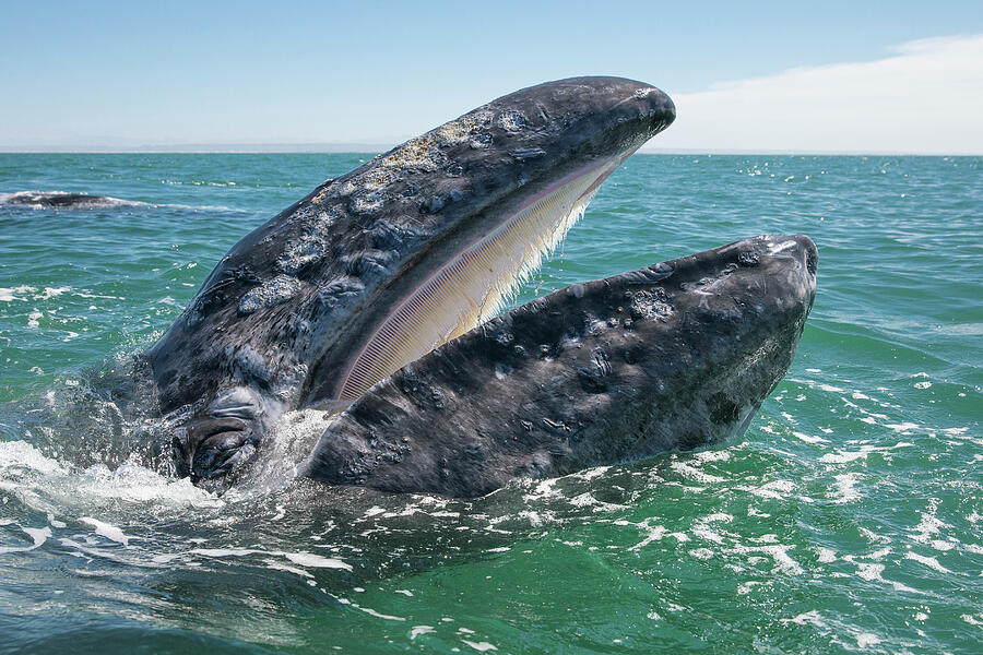 Grey Whale At Water Surface With Mouth Open Showing Baleen Photograph by Mark Carwardine / Naturepl.com Grey Whale At Water Surface With Mouth Open Showing Baleen Photograph by Mark Carwardine / Naturepl.com