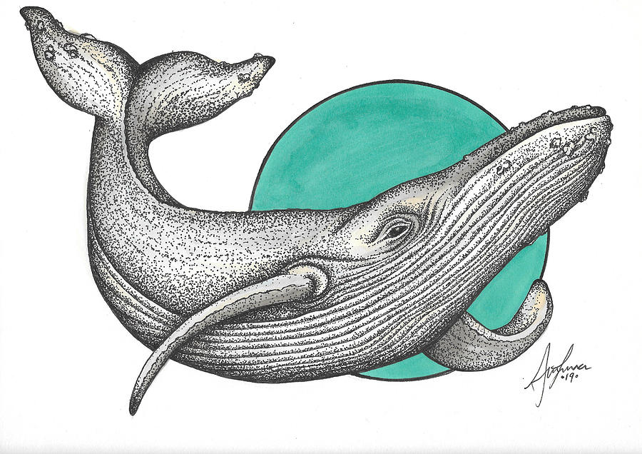 Grey Whale Drawing By Ava Crabbe