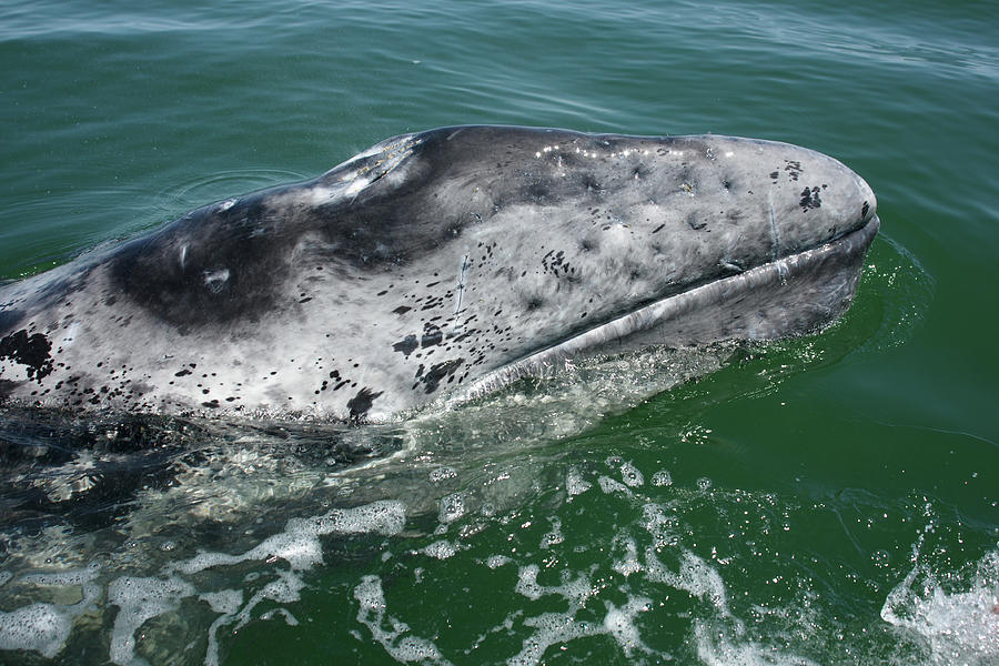 Grey Whale Head Photograph by Serengeti130