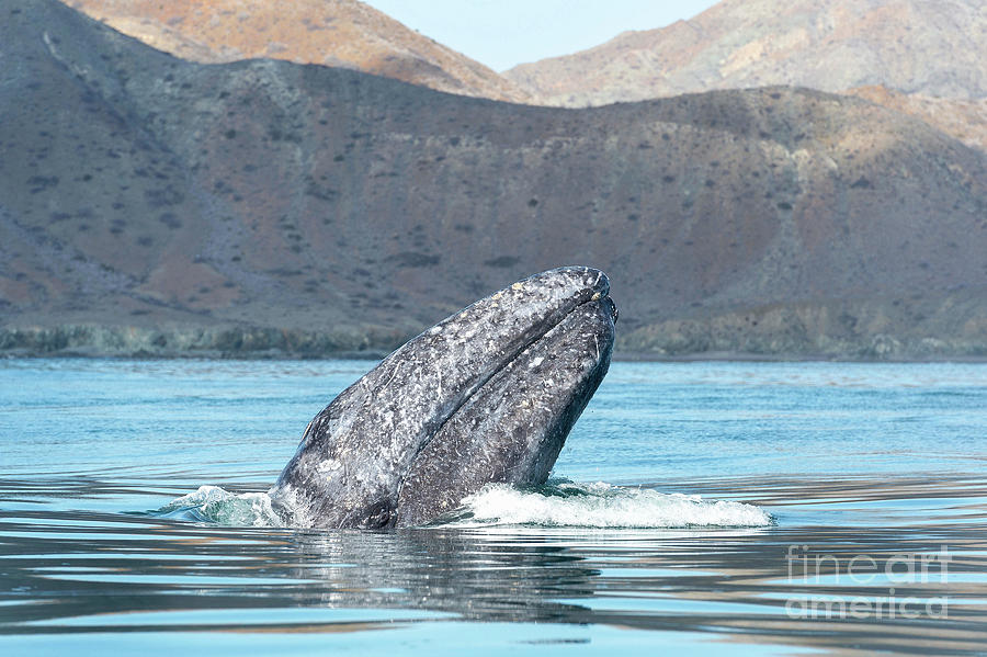 Grey Whale Spyhopping Photograph by Christopher Swann/science Photo Library