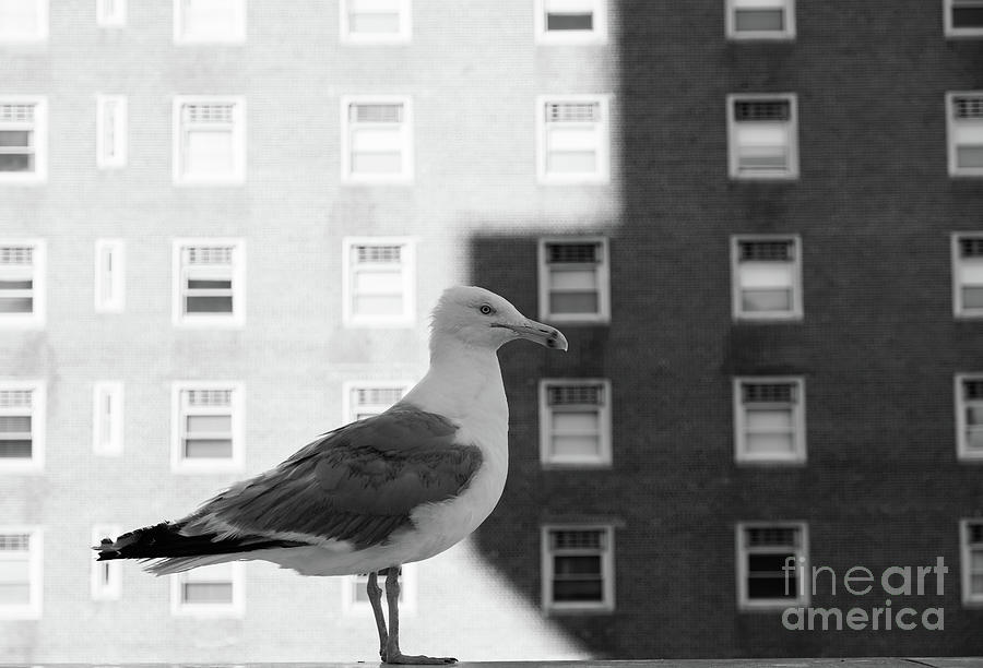 Grey White by Len Tauro Grey White by Len Tauro