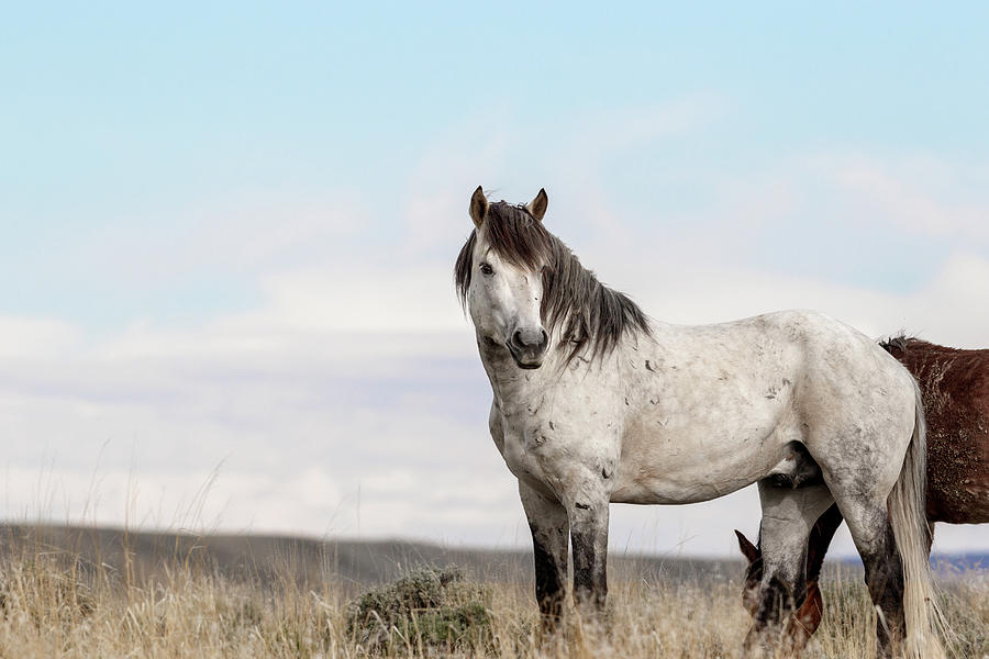 Grey Wild Stallion Photograph by Ronnie And Frances Howard