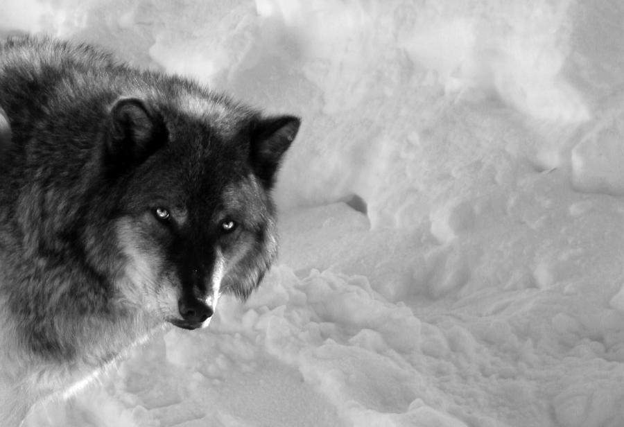 Grey Wolf BW Photograph by Anthony Jones