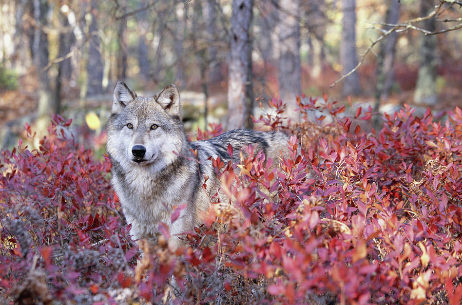 Grey Wolf Canis Lupus Standing Behind Photograph by Art Wolfe