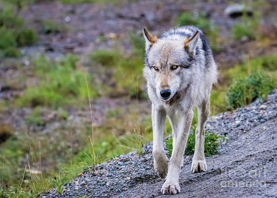 Grey wolf in Denali National Park, Alaska Photograph by Lyl Dil Creations