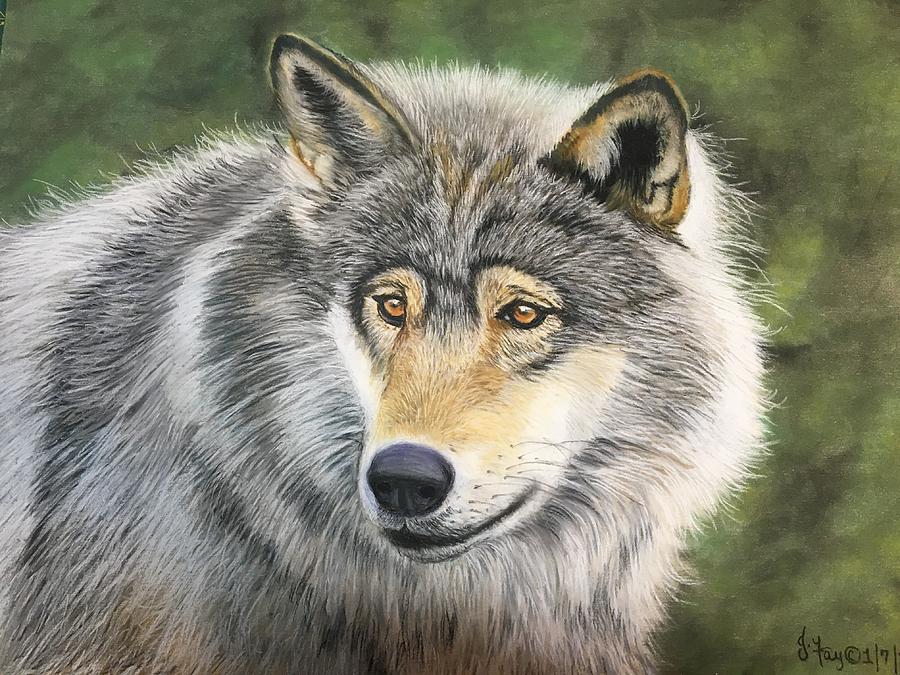 Grey Wolf Painting by Joan Koser - Fine Art America