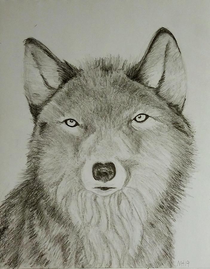 Grey Wolf Portrait painting Fine Art Print – Kathie Miller