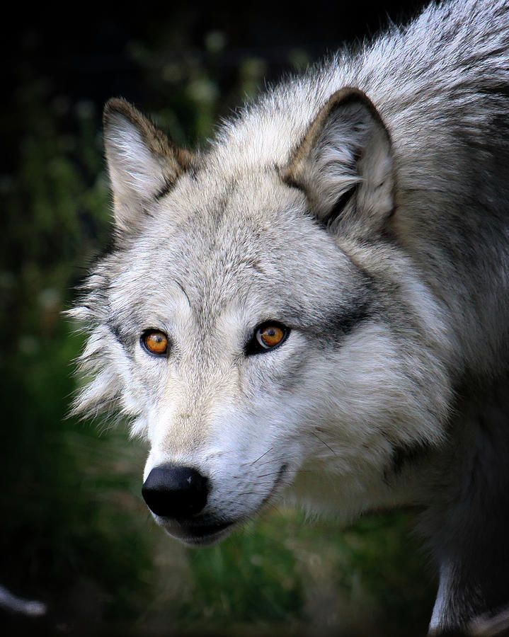 Grey Wolf Photograph by Thanks! Steve Mckinzie