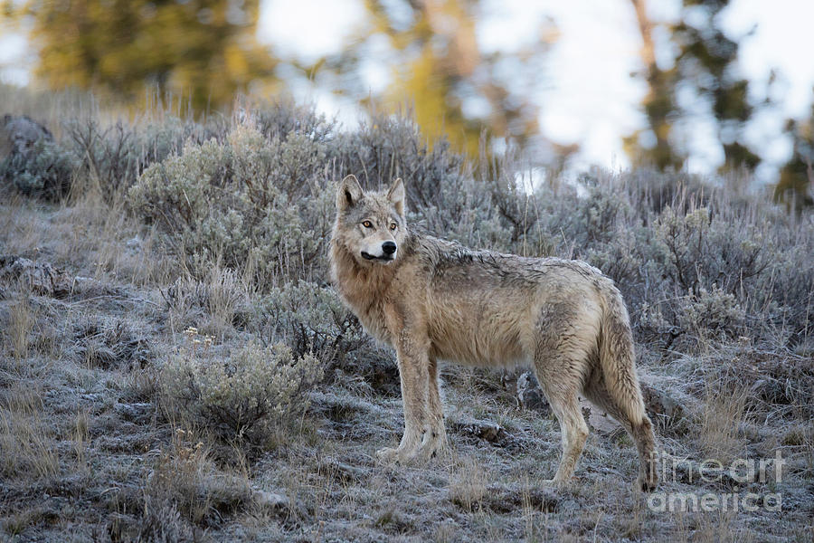 Grey Wolf - Yellowstone National Park Photograph by Bret Barton