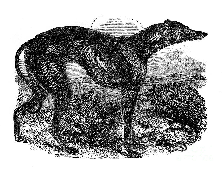 Greyhound, 1848 Drawing by Print Collector