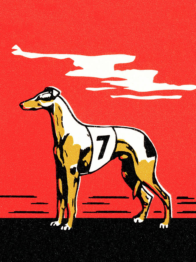 Sports Drawing - Greyhound #7 by CSA Images