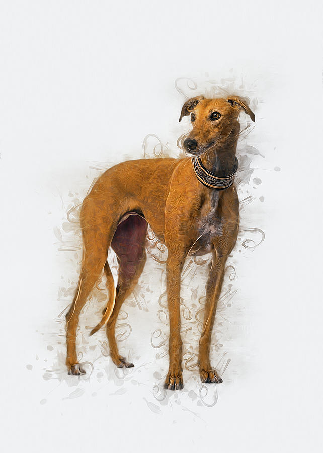 Greyhound Art Digital Art by Ian Mitchell