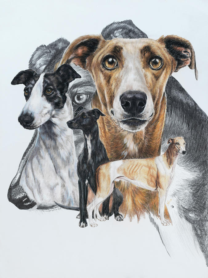 Dog Painting - Greyhound by Barbara Keith
