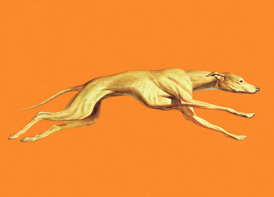 Vintage Drawing - Greyhound Dog Running by CSA Images