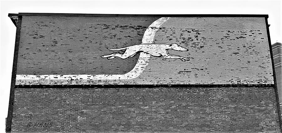 Greyhound Mural B W Photograph by Rob Hans