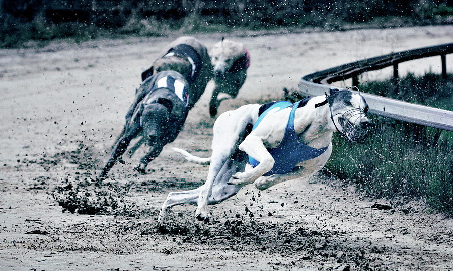 Greyhound Race Photograph by Klaus Vedfelt