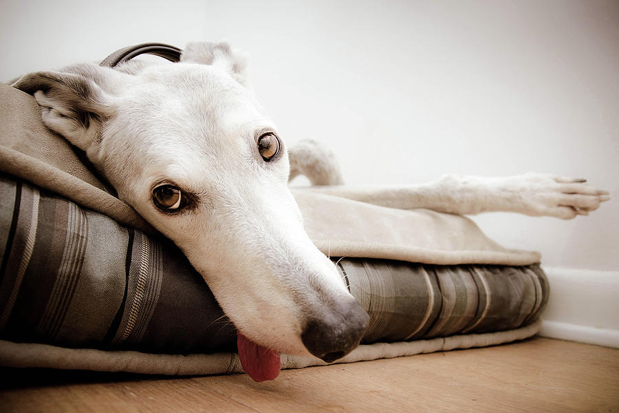 Greyhound Resting Photograph by © Rachel Hogue