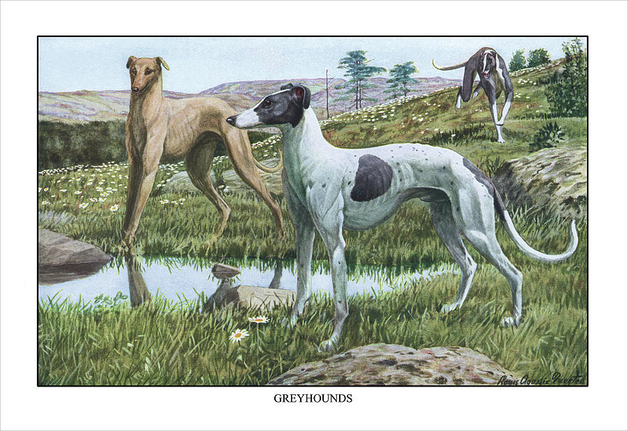 Greyhounds Painting by Louis Agassil Fuertes Greyhounds Painting by Louis Agassil Fuertes