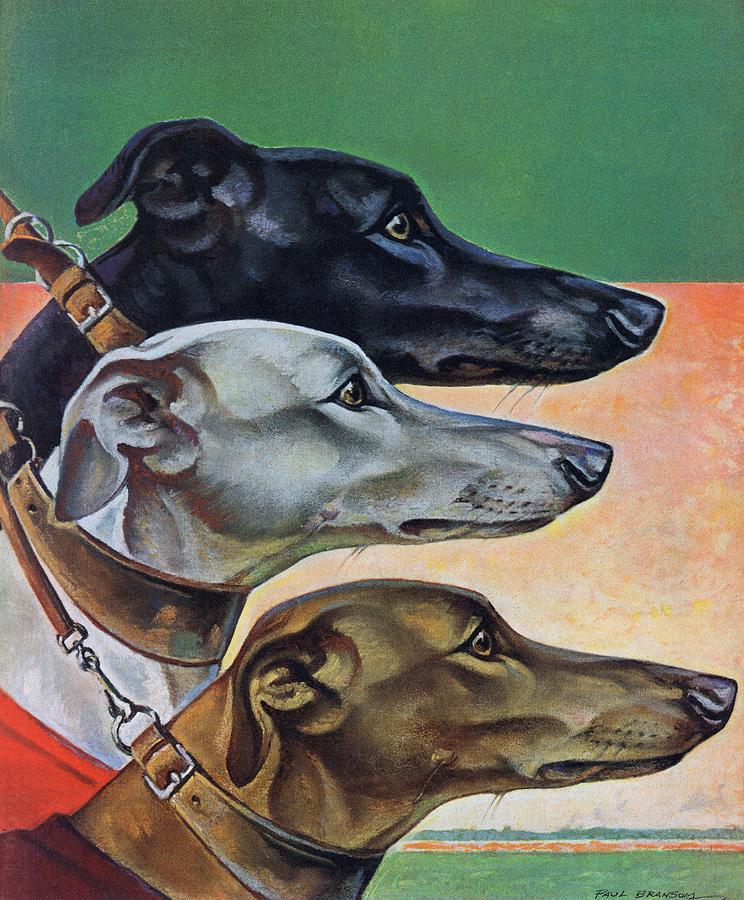 Greyhounds Drawing by Paul Bransom
