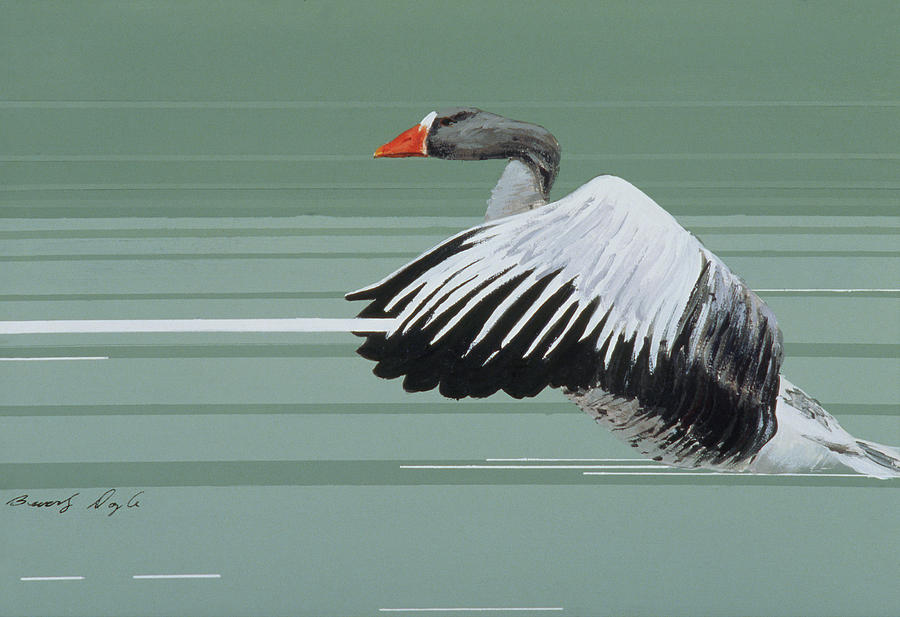 Animal Painting - Greylag by Beverly Doyle