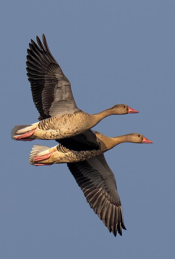 Nature Photograph - Greylag Geese by Rajat Dhesi
